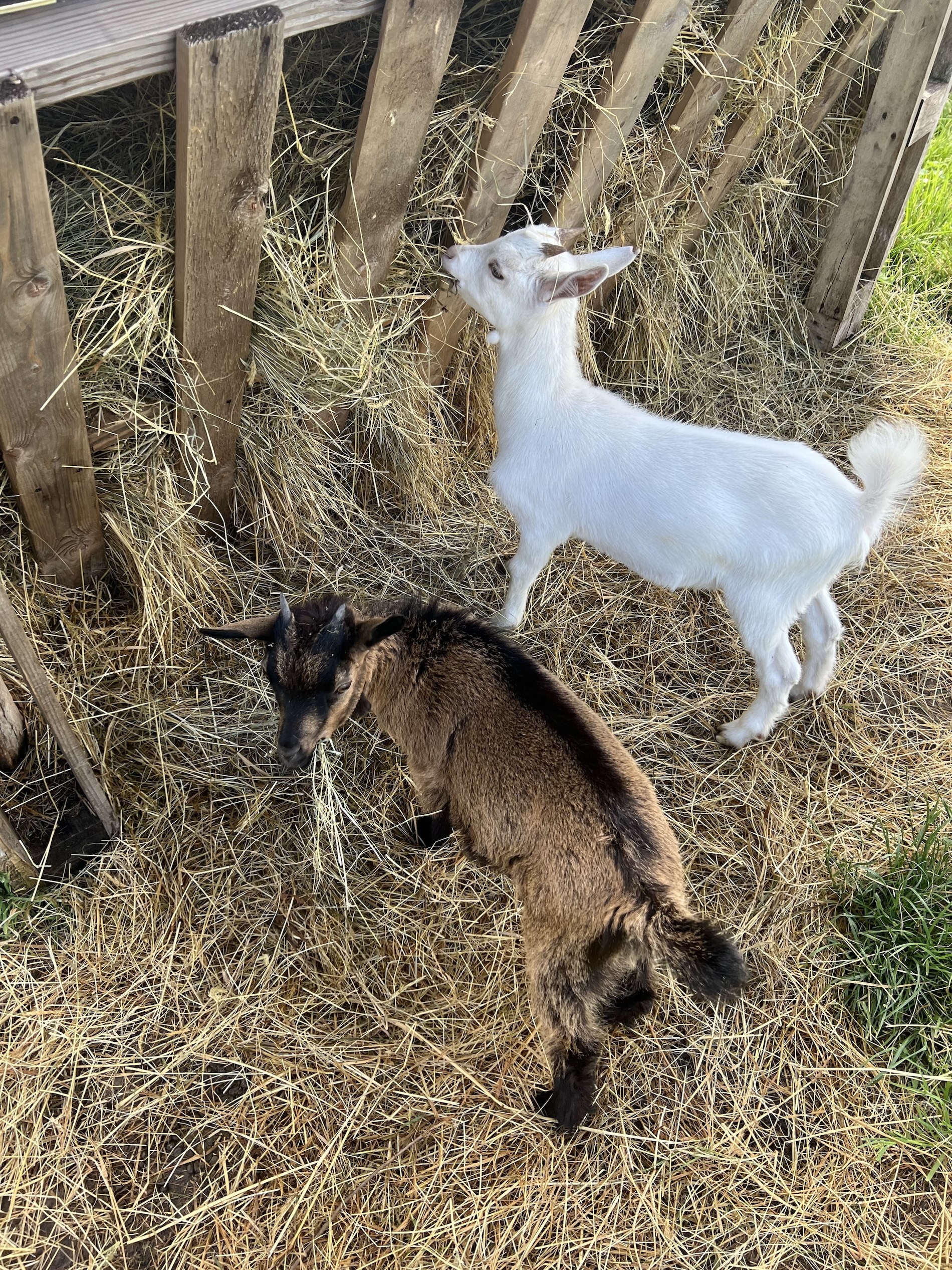 Ferme mariage Perche lieu de réception