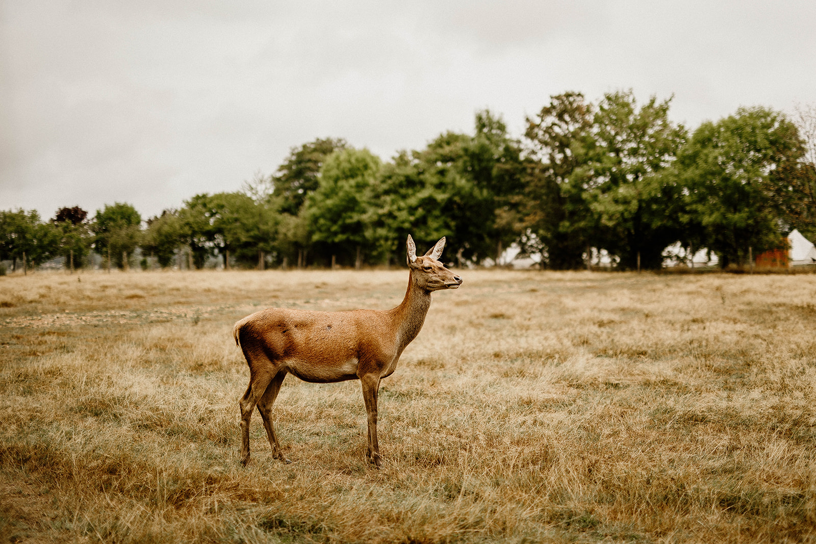 Mariage cadre naturel dans le Perche