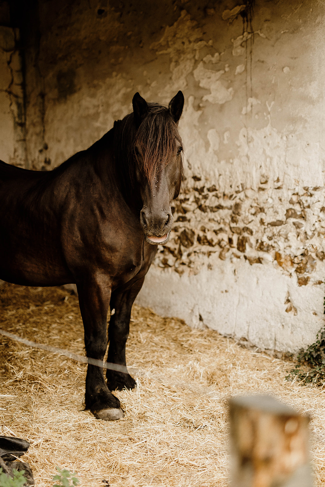 Mariage ferme Perche animaux